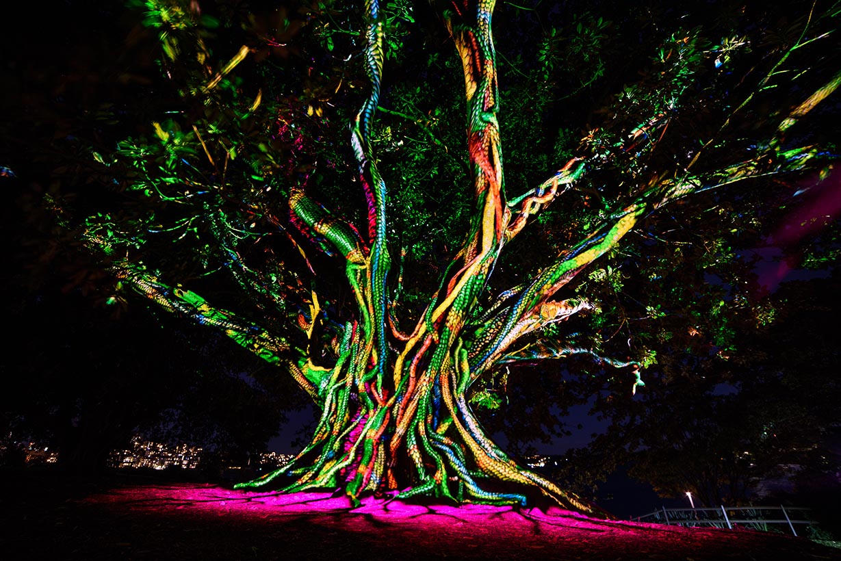 Tree illuminated with colourful projection mapping